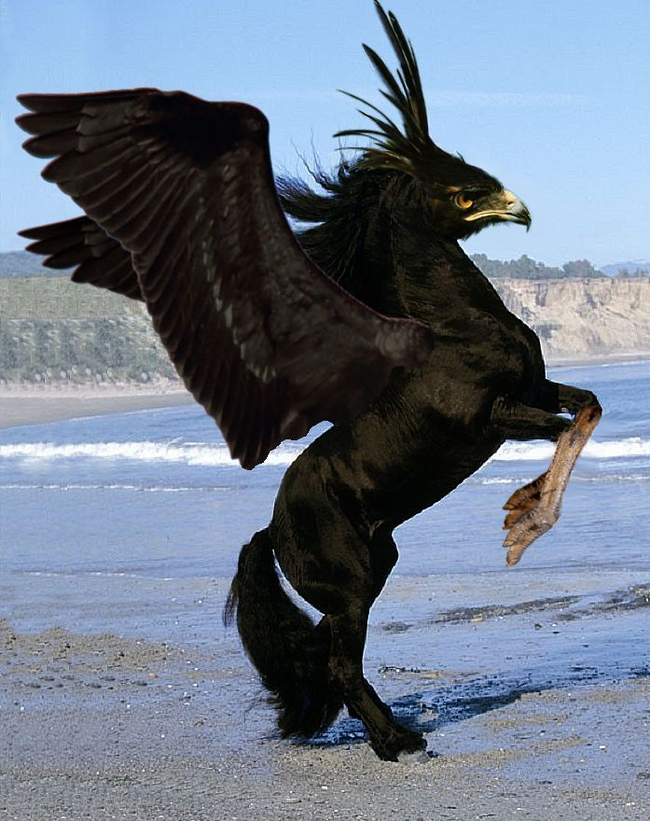 Eagle-horse - Humor, Photoshop, Images