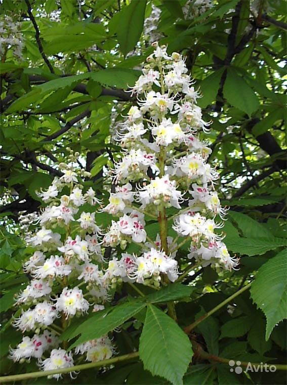 The chestnuts have arrived! - My, Chestnut, Package, Good deeds, Garden, Gardening, Longpost