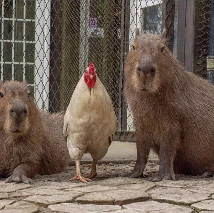 They suspect something... - Capybara, Rooster, Rodents, Animals