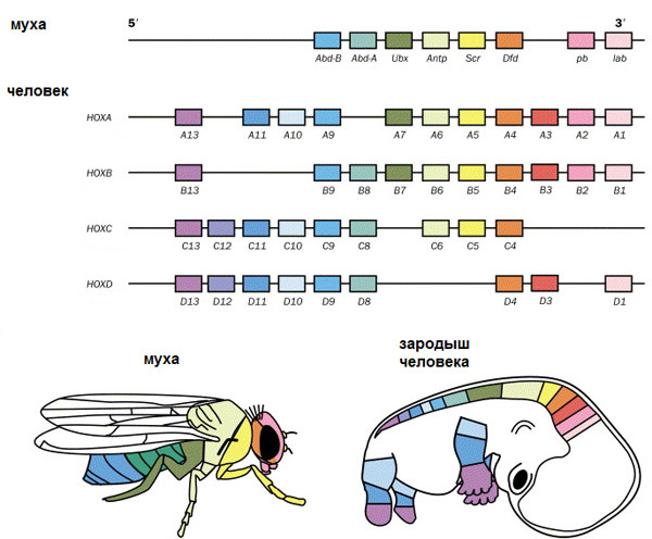 Miracles of evolution: a little about pre-adaptation and Hox genes - My, Biology, Evolution, Anthropogenesis, Genetics, Mat