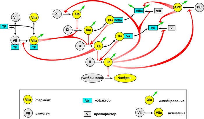 Miracles of evolution: a little about pre-adaptation and Hox genes - My, Biology, Evolution, Anthropogenesis, Genetics, Mat