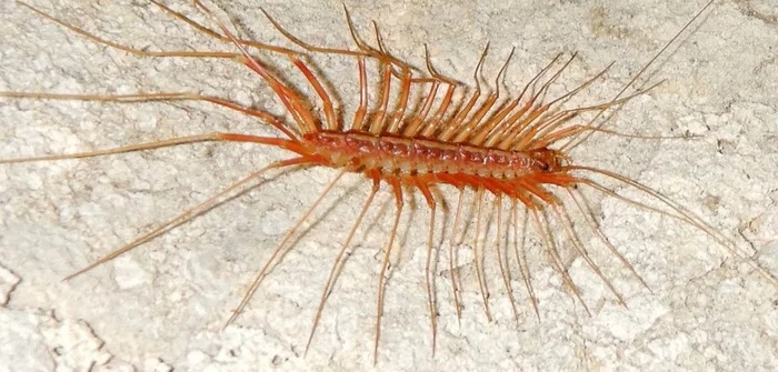 Bro#58 - Centipede, Flycatcher, Arthropods, Millipodaphobia