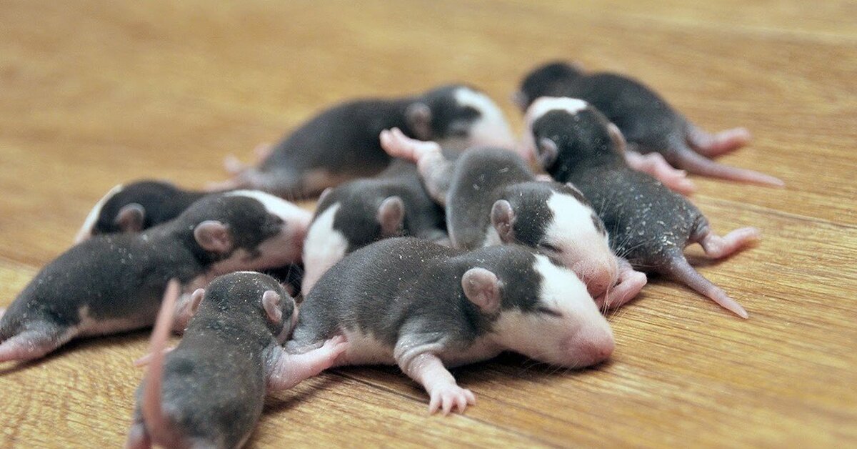 Новорожденные детеныши мыши. Маленькие крысята. Новорождённые крысята Дамбо. Крысы Дамбо Детеныши. Новорожденные крысëныши Дамбо.