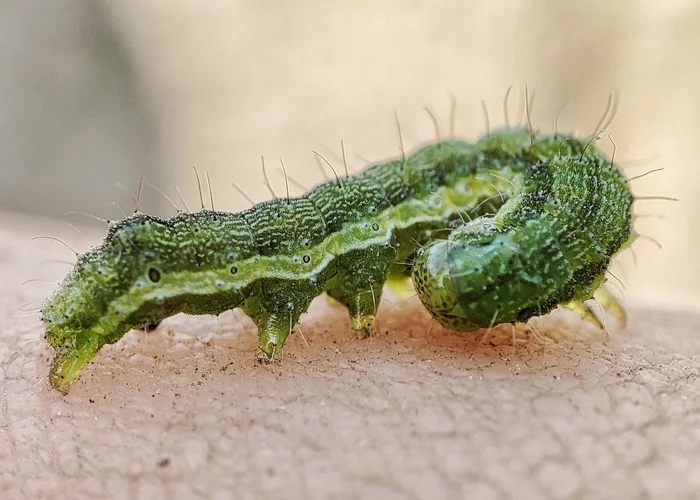 Shmutsen goose - My, Caterpillar, Macro photography, Xiaomi