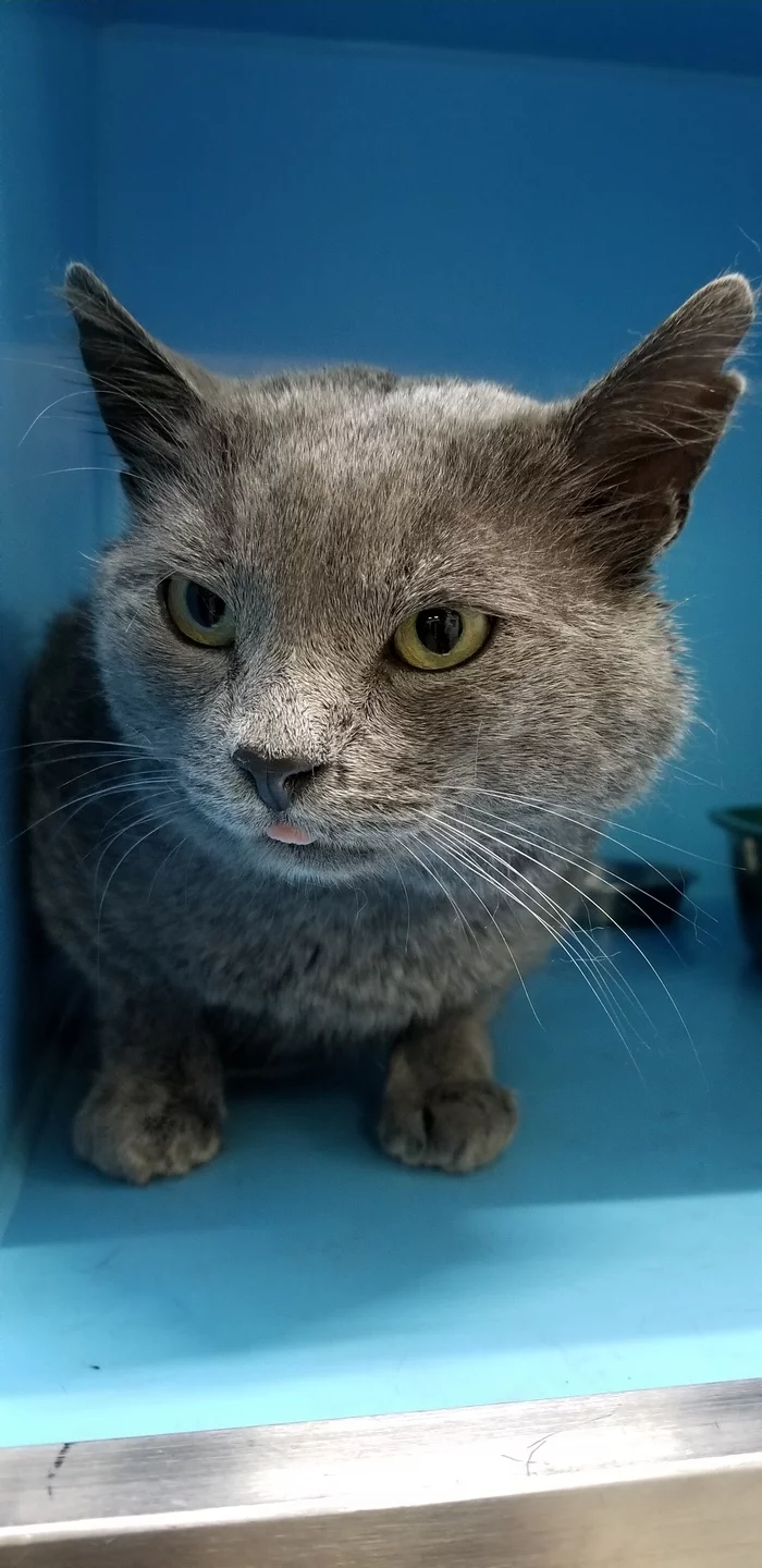 Zeus looking for a home - My, cat, No rating, In good hands, Russian blue, Moscow region, Overexposure, Cat Show, Help, Animal shelter, Murkosh shelter, Animal Rescue, The strength of the Peekaboo, Milota, Kindness, The photo, Video, Vertical video, Longpost