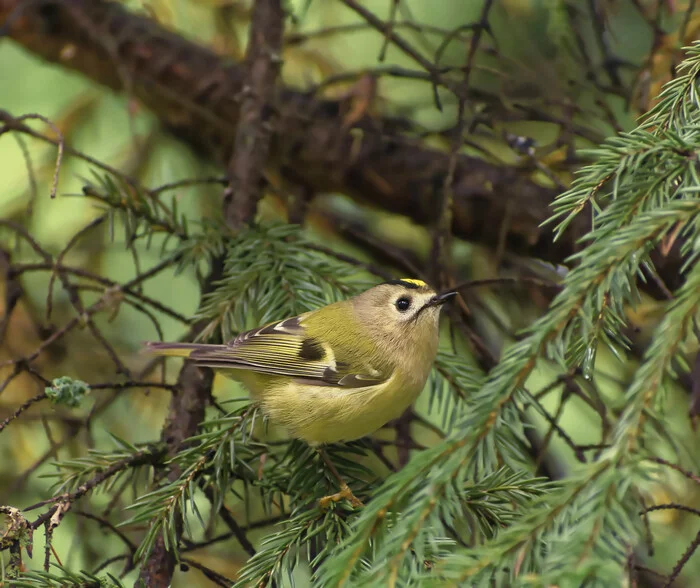 Away yellow-headed kinglet - My, Photo hunting, Birds, Hobby, The nature of Russia, Nature, Autumn, Forest, Longpost, Goldcrest