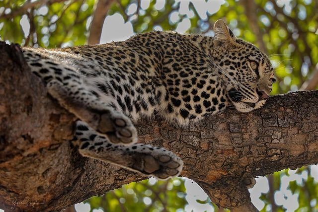 В мечтах Леопард, Редкий вид, Большие кошки, Семейство кошачьих, Хищные животные, Млекопитающие, Животные, Дикие животные, Дикая природа, Природа, Национальный парк Крюгера, Южная Африка, Фотография, Дерево