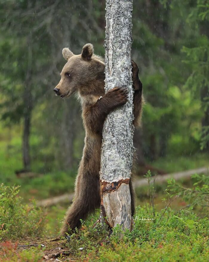 Танец у шеста Бурые медведи, Медвежата, Медведи, Хищные животные, Млекопитающие, Животные, Дикие животные, Дикая природа, Природа, Фотография, Дерево, Финляндия