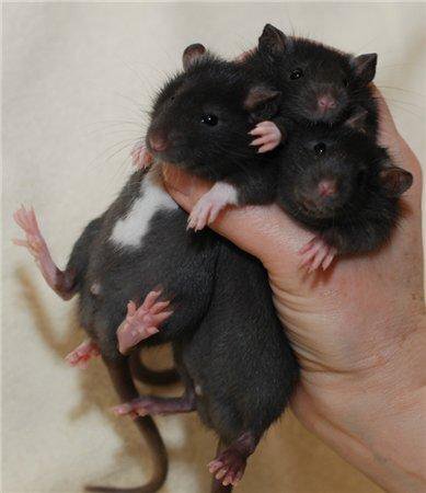 Bouquet for your beloved - Rat, The photo, Decorative rats