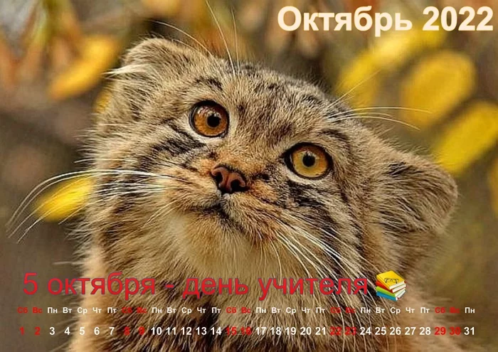 Calendar From manul. - Cat family, Predatory animals, Small cats, Pallas' cat, Fluffy, The calendar