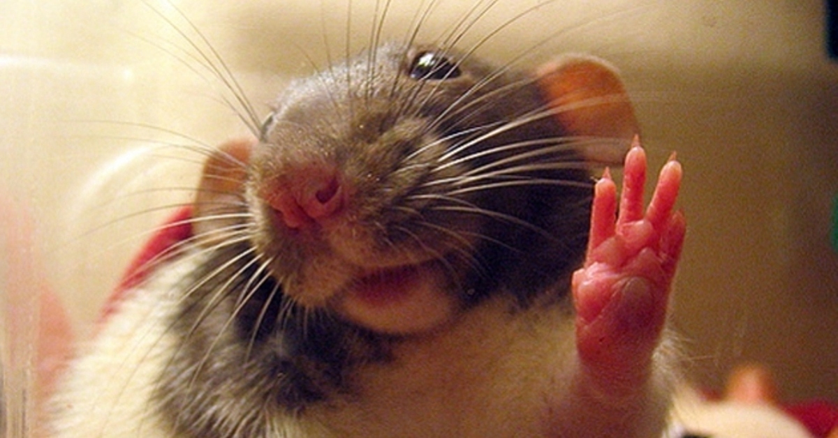 Сколько пальцев у мыши. Забавные крысы. Улыбка крысы.