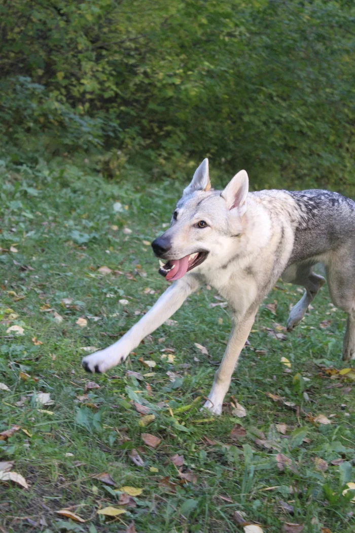 Why do we need dogs - My, Czechoslovak Vlcak, Vlchak, Greyhound, Russian Greyhound, Happiness, Hard times, Depression, Dog, Longpost