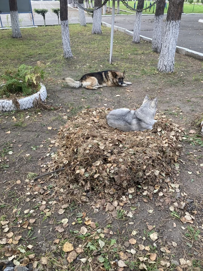 Гнездятся - Моё, Собака, Гнездо