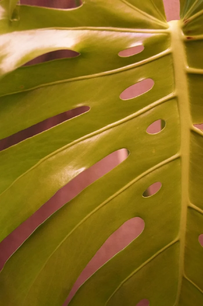 Monstera has a new leaf! - My, Houseplants, Gardening, Garden, Bloom, Macro photography, Plants, Garden, Longpost