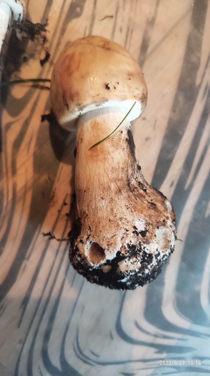   ? ,  , 
