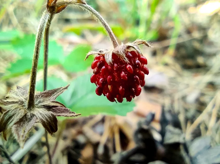 More august - My, Summer, Berries, Strawberry, Forest, The photo