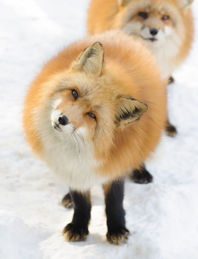 When there is too much Kolobok in your diet - Fox, Fluffy, The photo, Animals, Repeat