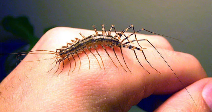 Bro #59 - Centipede, Flycatcher, Arthropods, Millipodaphobia