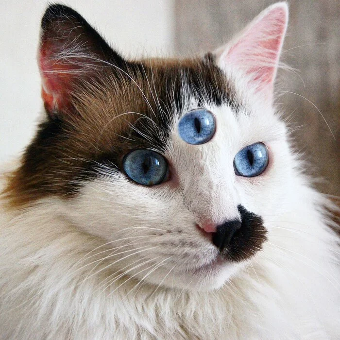 Do you think cats have a third eye? - My, cat, Third Eye, Pets