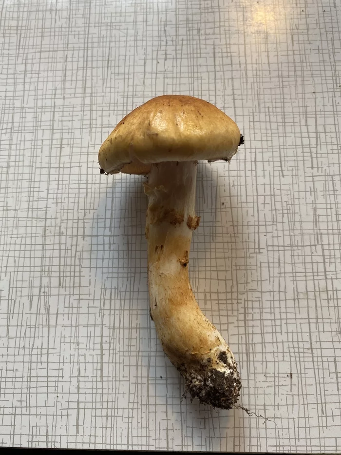 Help identifying a mushroom - My, Mushroom pickers, Mushrooms, Silent hunt, Longpost