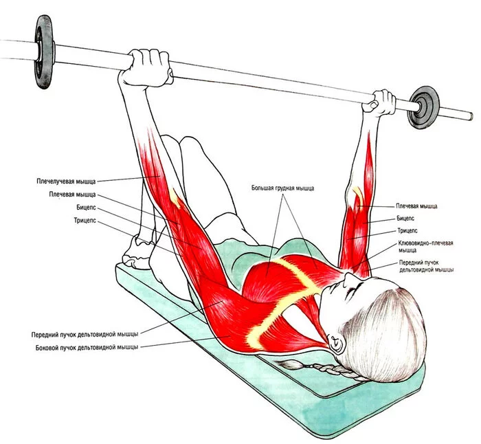 Exercises for different types of muscles - My, Translated by myself, Slimming, Workout, Healthy lifestyle, Тренер, Diet, Excess weight, Nutrition, Fitness, Health, Longpost