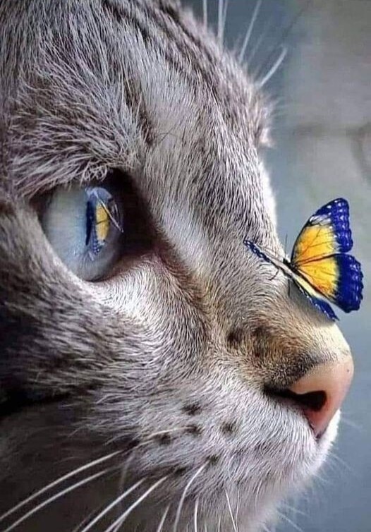 Отражение Кот, Бабочка, Отражение, Нос, Глаза, Красота