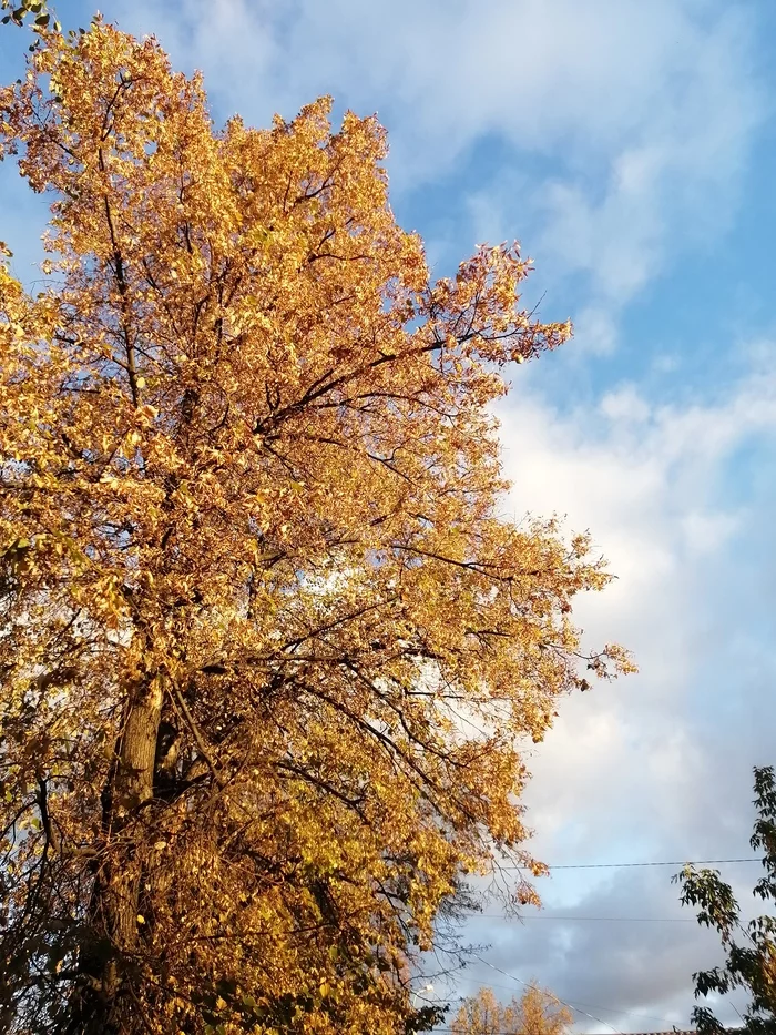 Autumn in the sky - My, Mobile photography, Autumn, Tree