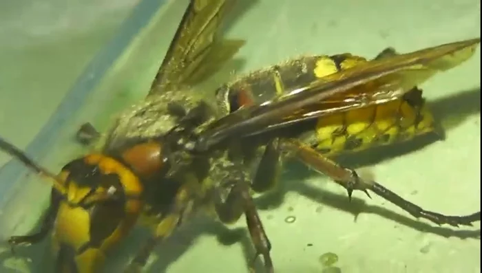 Nest of the wrong bees - My, Bees, Insects, Hornet, Beekeeping, Video