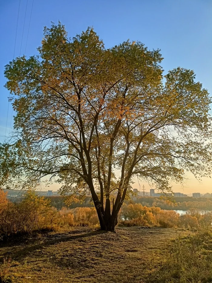 The last warm day of September - My, Autumn, Novokuznetsk, Tree