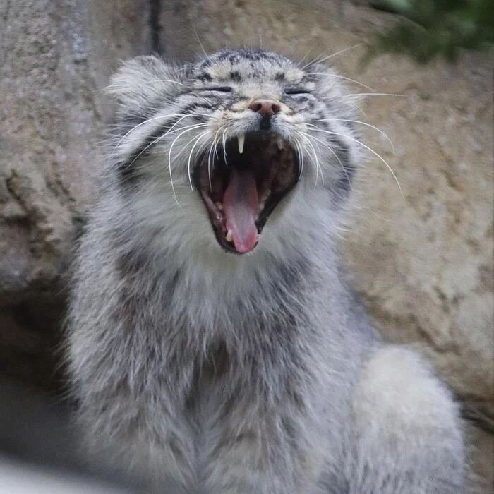 I want to sleep more - Pet the cat, Pallas' cat, Small cats, Cat family, Mammals, Animals, Wild animals, Zoo, Yawn, The photo, Fluffy