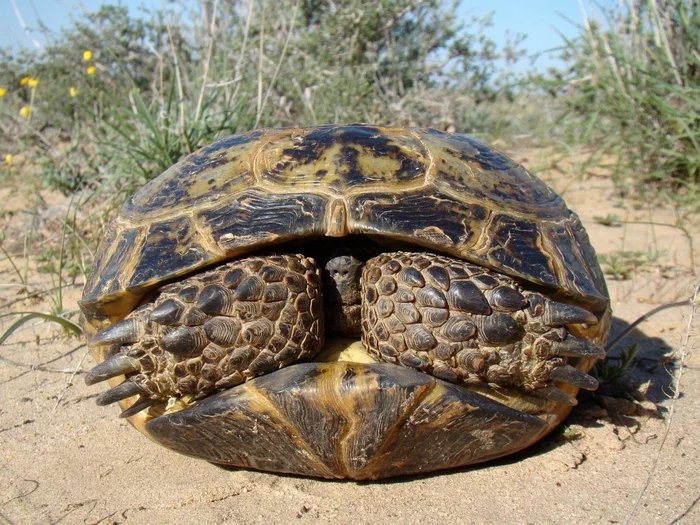 Steppe tortoise: First vertebrate to fly to the moon. - Turtle, Animal book, Space, Космонавты, Yandex Zen