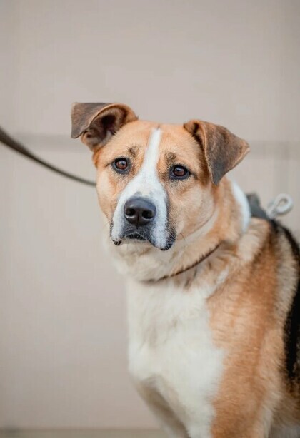 Gadget. - My, Dog, Animal shelter, Shelter, The rescue, Help, In good hands, No rating, Moscow, Moscow region, Longpost