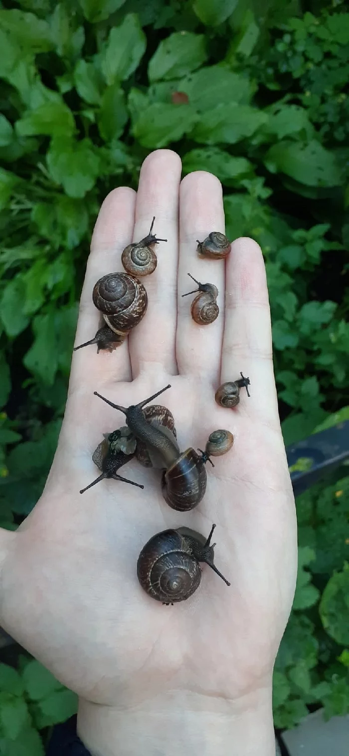 Ladoshka - My, Flower bed, Snail, Longpost