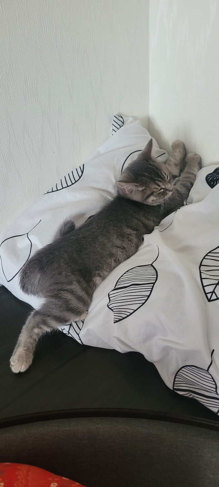 ����� ����� �������