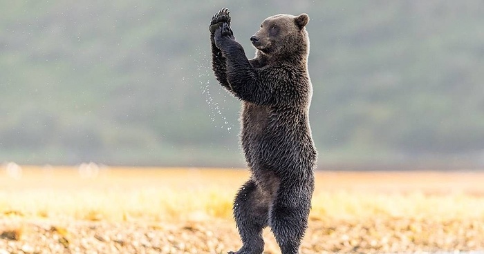 Танцуй, пока молодой