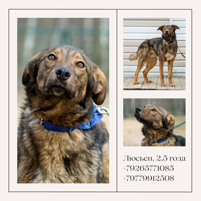 Lucien. - My, Dog, Shelter, Animal shelter, The rescue, Help, In good hands, No rating, Moscow, Moscow region, Longpost, Milota