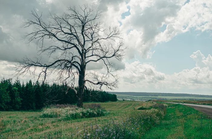 dead tree - My, The photo, Beginning photographer, Landscape, Tree, Nature, Russia