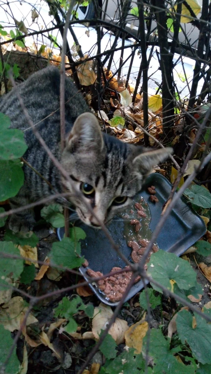 Leaf in the leaves, the kitten is looking for a home! - My, Longpost, cat, Moscow, In good hands, No rating