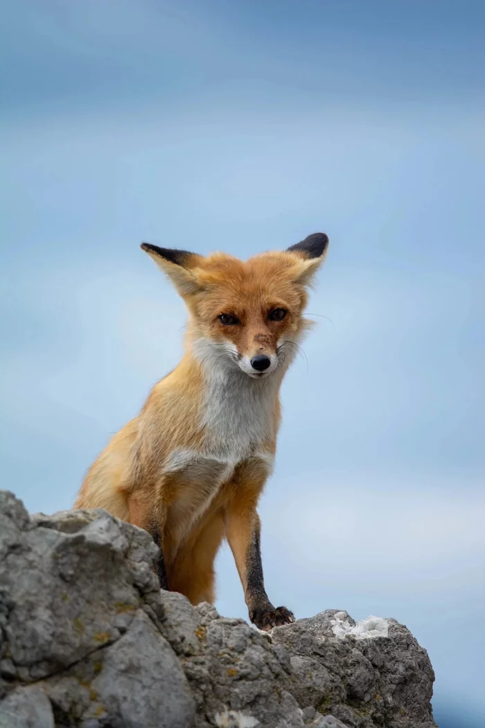 That's how we met - Nature, Crimea, Fox, Hike, Travels, The mountains, Longpost