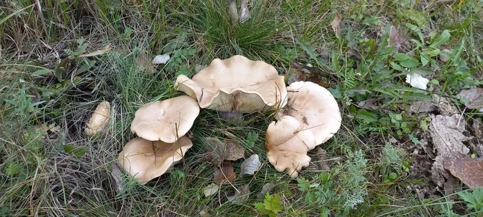 What kind of mushrooms? - My, Mushrooms, Autumn