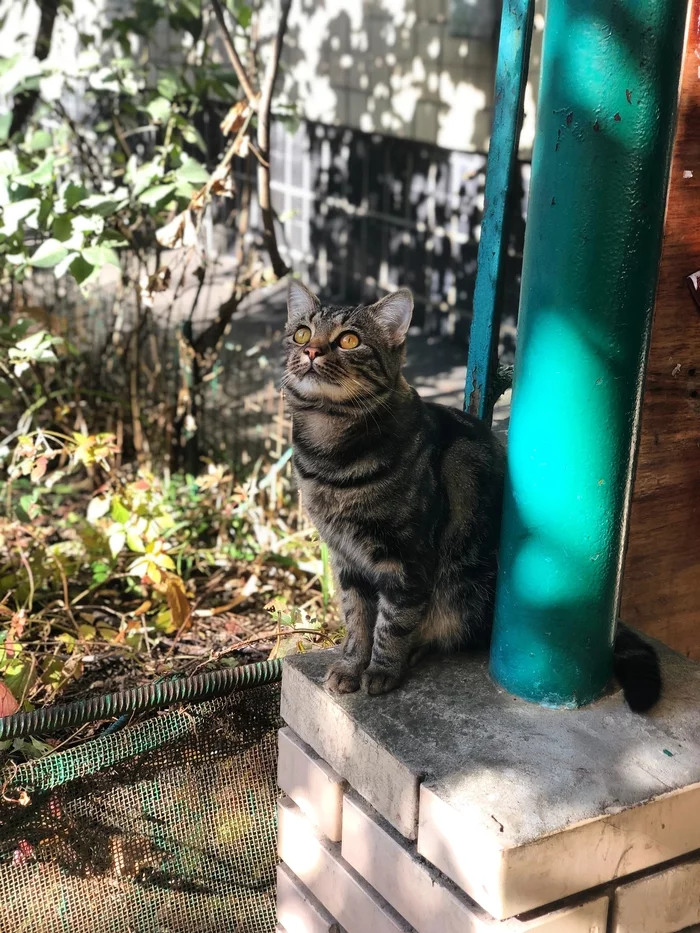 autumn stranger - My, cat, The photo, Autumn, Odessa