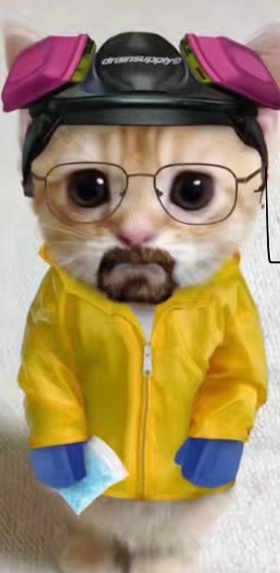 Breaking Cat | Пикабу
