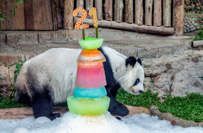 Панда в Таиланде отметила свой 21-й день рождения Панда, День рождения, Таиланд, Юго-восточная Азия, Медведи, Дикие животные, Вкусняшки, Вокруг света, Фотография, Зоопарк, Длиннопост