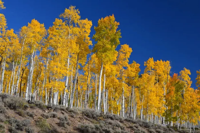 A unique object may disappear due to hungry deer - Tree, Plants, Ecologists, University, Utah, USA, Giants, Around the world, wildlife, Longpost