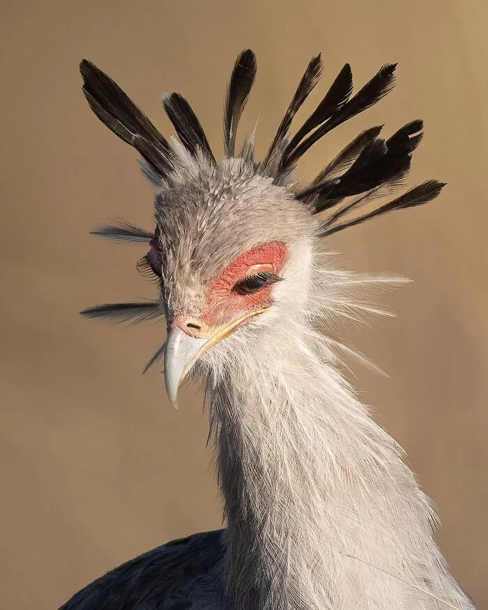 secretary - Secretary Bird, Birds, Predator birds, Animals, wildlife, Nature, Reserves and sanctuaries, Masai Mara, Africa, The photo, Endangered species