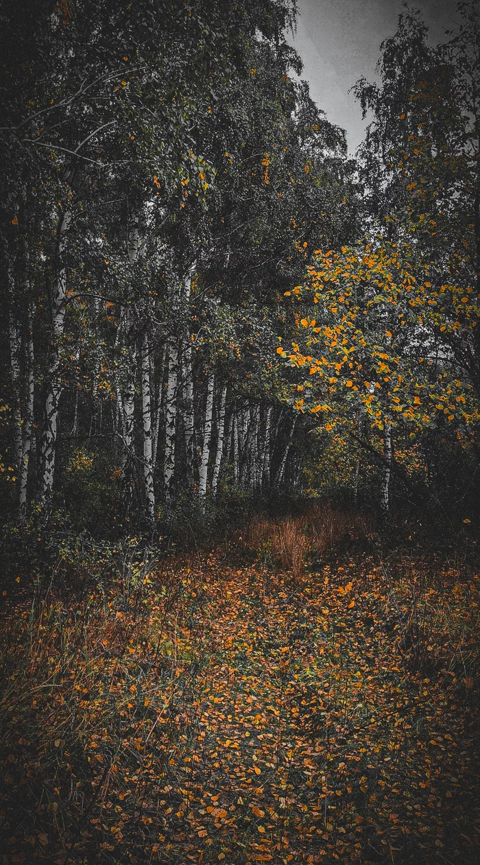 Birch Grove - My, Mobile photography, The photo, Lightroom, Forest