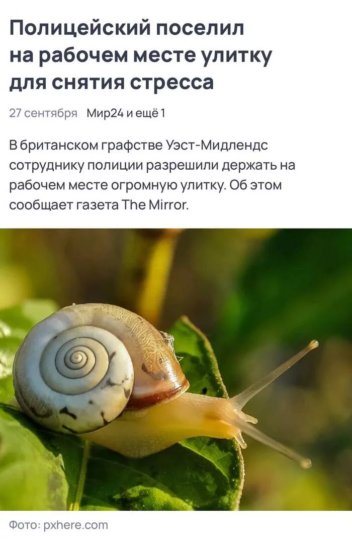 How would Russian police cope with stress with snails - My, Images, Memes, 2022, Politics, Military, Longpost