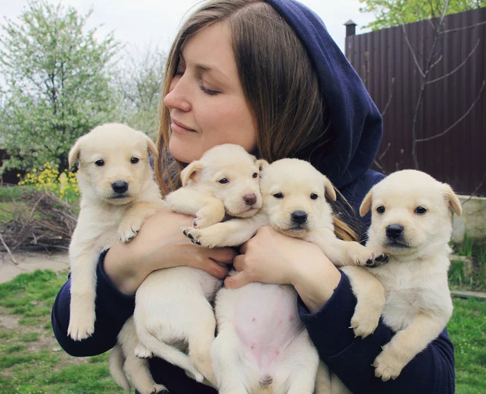 My white bears - My, Dog, Puppies, Paws, Milota, Dog days