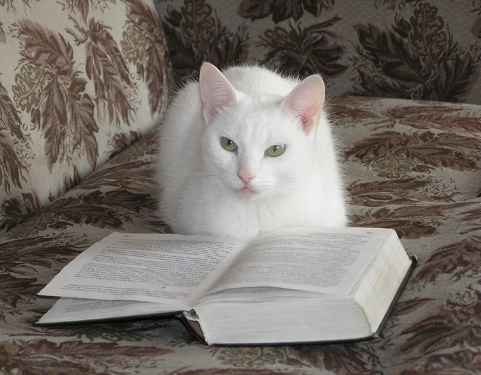 Educated cat - My, White, Stephen King, cat, The photo