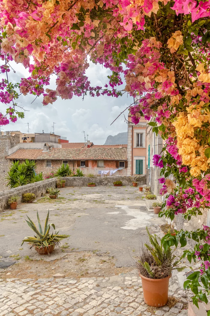 Terracina - My, Italy, Flowers, Summer, Terracina